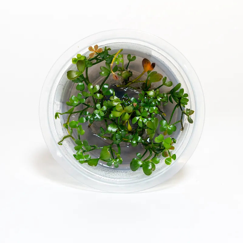 Marsilea angustifolia - Maintenance & Accessories