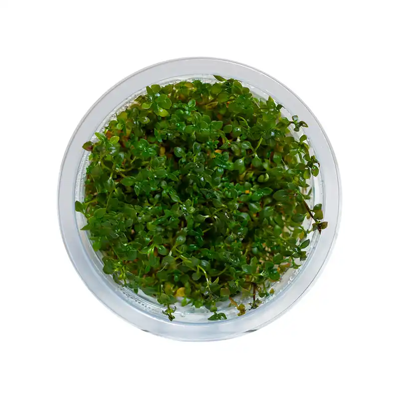 Ludwigia palustris Super Red - Featured