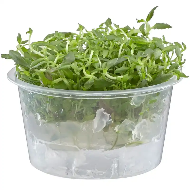 Limnophila aromatica - Featured