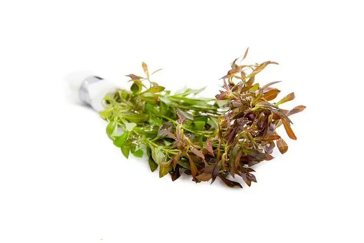 Ludwigia arcuata - Featured