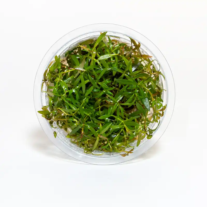 ludwigia inclinata ‘Crystal’ - Maintenance & Accessories