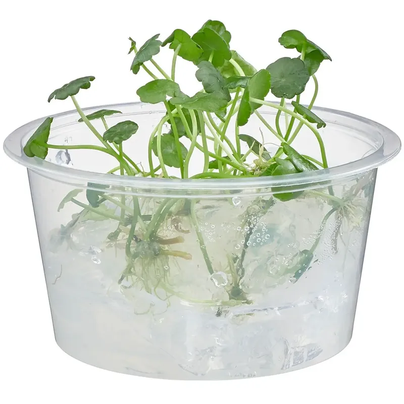Hydrocotyle verticillata - Featured