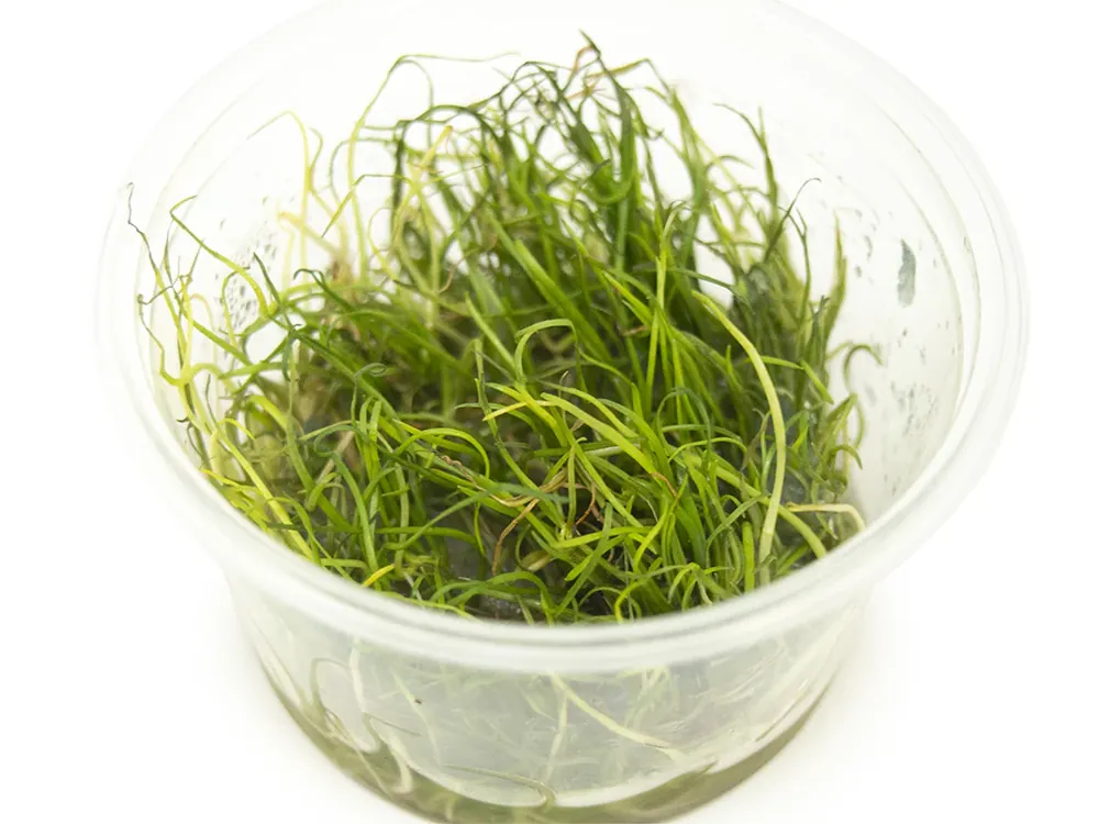 Lilaeopsis mauritiana - Maintenance & Accessories