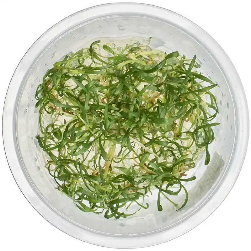 Lilaeopsis brasiliensis - Featured