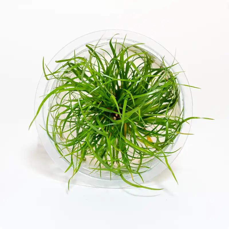 Juncus repens by AquaZen - Featured