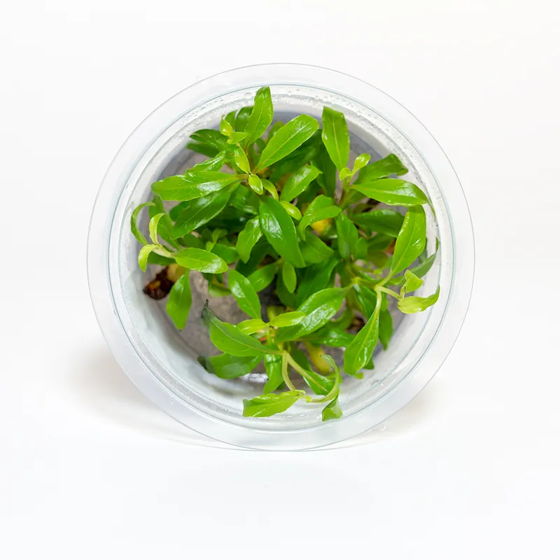 Hygrophila corymbosa ‘Siamensis’ - Maintenance & Accessories