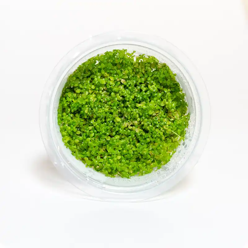Hemianthus Callitrichoides - Maintenance & Accessories