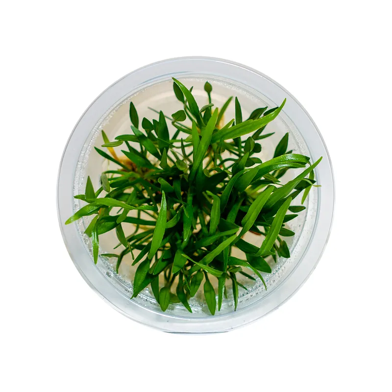 Helanthium tenellum by Aquazen - Featured