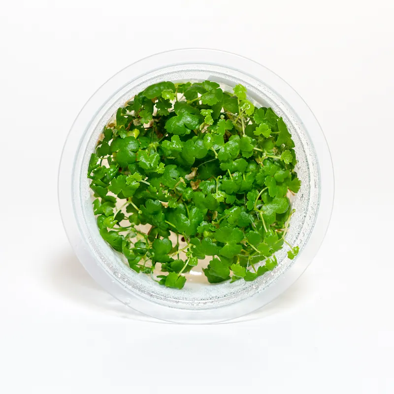 Hydrocotyle tripartita ‘Japan’ - Featured