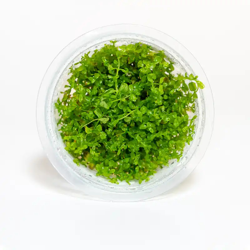 Hemianthus Micranthemoides - Maintenance & Accessories