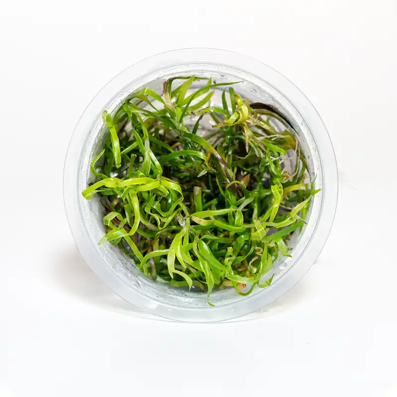Heteranthera zosterifolia - Featured