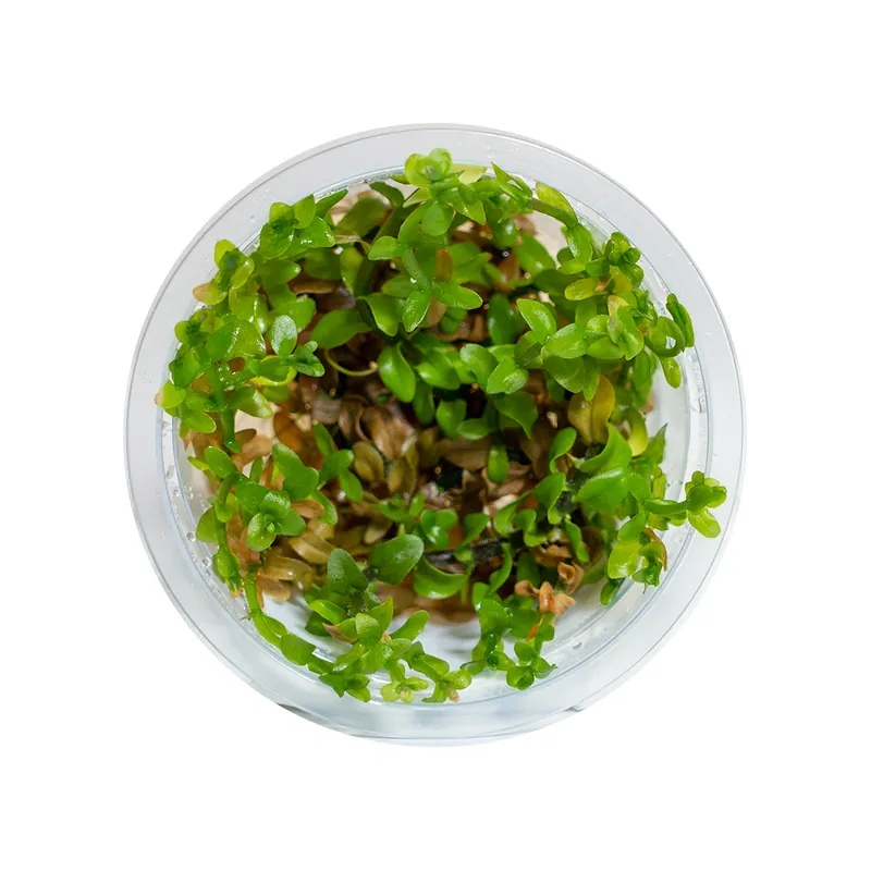 Bacopa caroliniana - Maintenance & Accessories