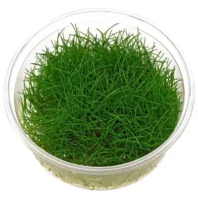 Eleocharis pusilla - Maintenance & Accessories