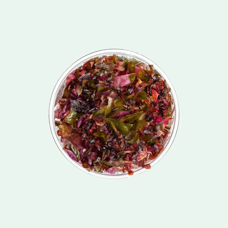 Alternanthera Rosaefolia by AquaZen - Maintenance & Accessories