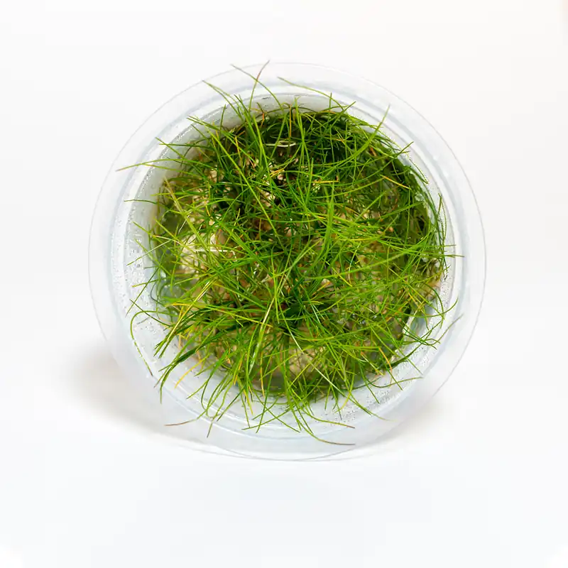 Eleocharis acicularis Mini - Featured
