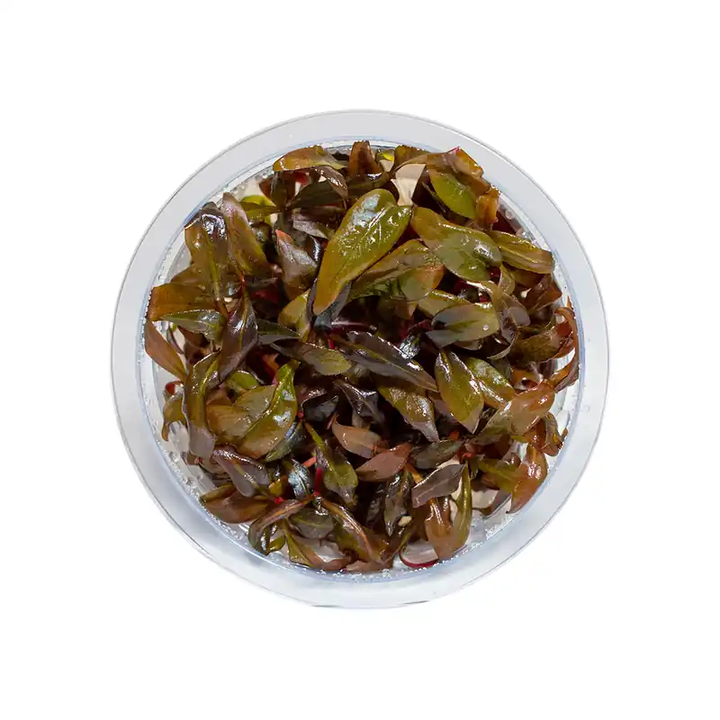 Alternanthera Reineckii Bronze - Maintenance & Accessories