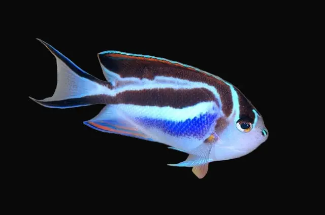 Bellus Angelfish; Female - Genicanthus bellus