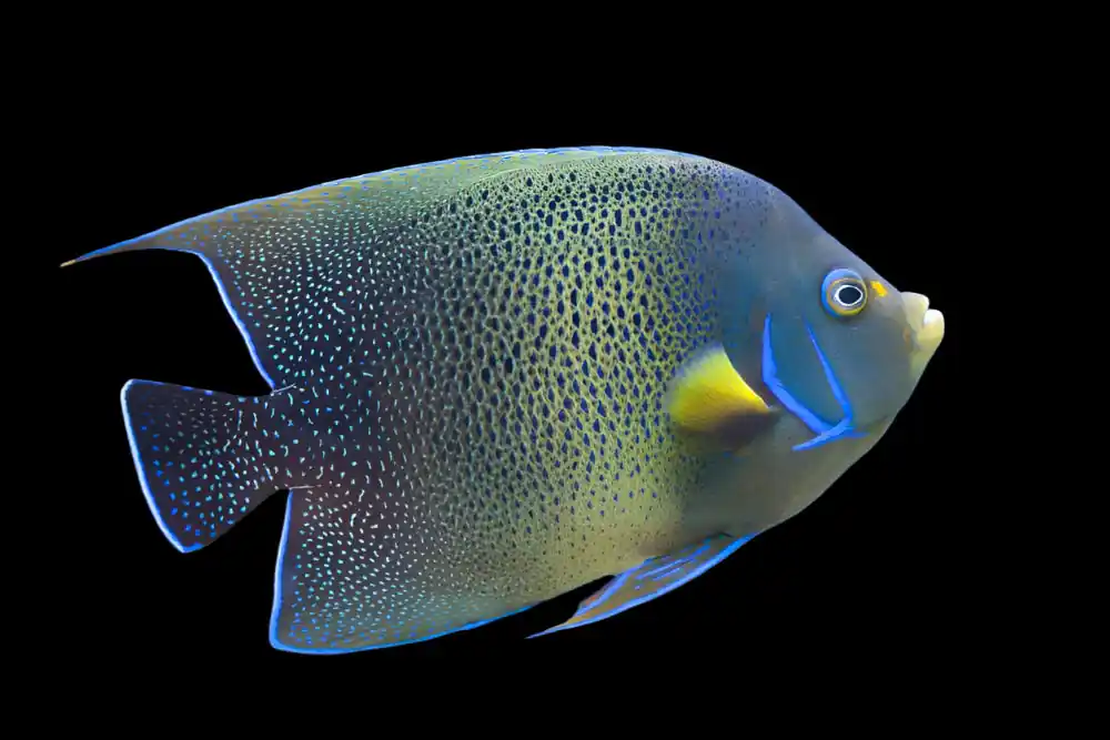 Koran Angel; Adult – Pomacanthus semicirculatus - Fish