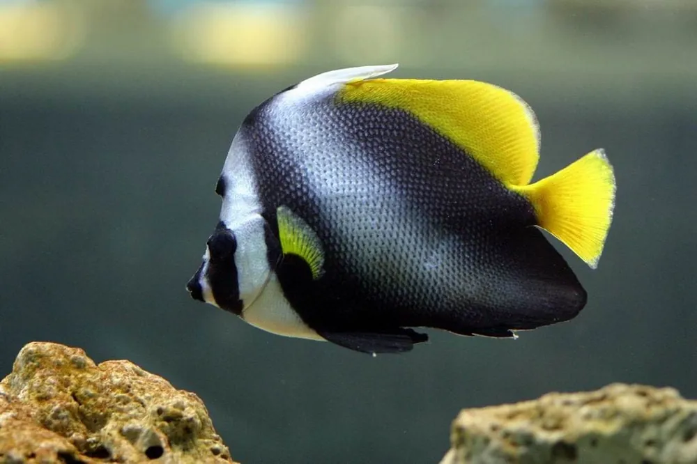 Singular Butterfly Fish Heniochus singularis