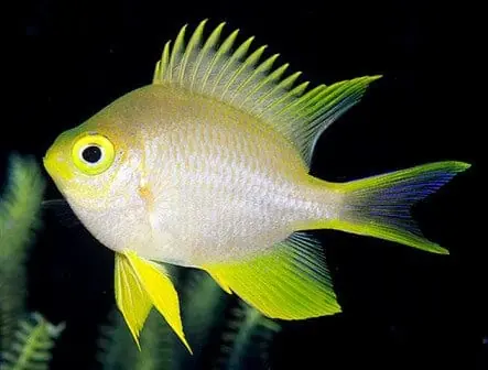 Yellow Staghorn Damsel Amblyglyphidodon ternatensis - Fish
