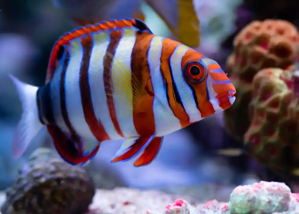 Harlequin Tusk; Aus. - Lienardella fasciata