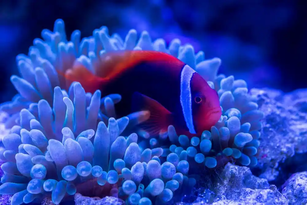 Bubble Anem; Color – Entacmaea quadricolor - Invertebrates