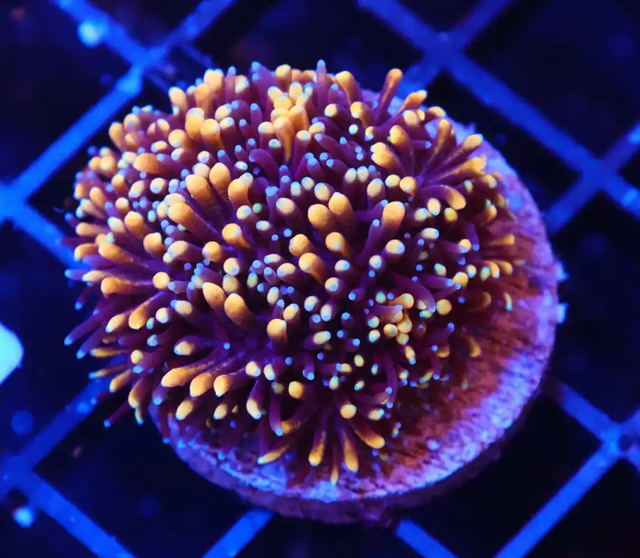 Mother Of All Galaxea; Cultured - Galaxea sp