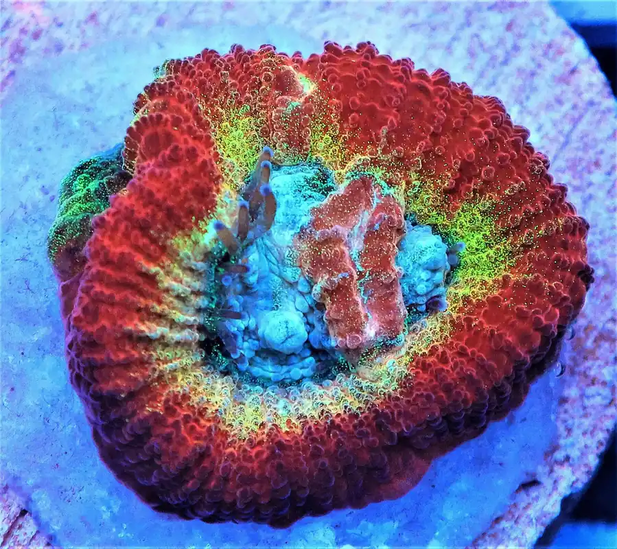 SDC Rainbow Favia: Emerald; Cultured - Favia sp.