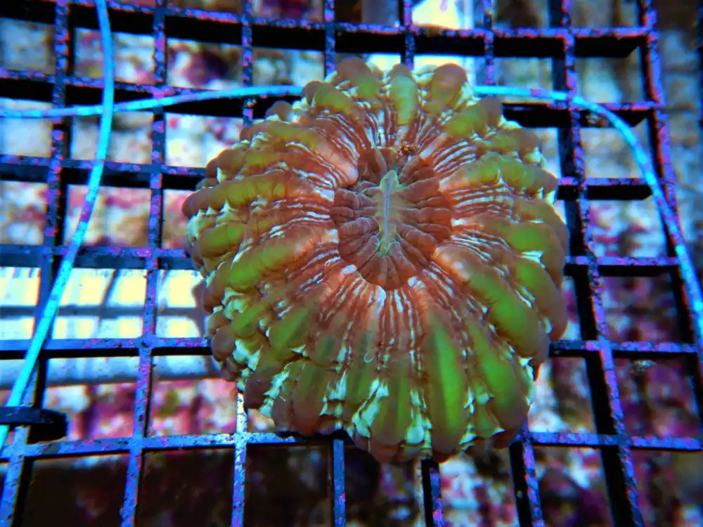 Cynarina Coral; Color Super Australia – Cynarina lacrymalis - Corals