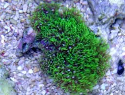 Star Polyp Coral; Metallic - Briareum sp. w/ Scleractinia sp.