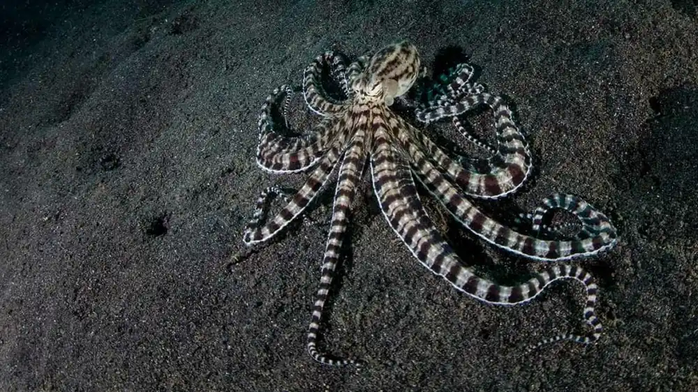 Mimic Octopus – Thaumoctopus mimicus - Invertebrates