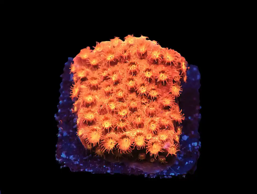 SDC Cylon Attack Cyphastrea; Cultured – Cyphastrea sp - Corals
