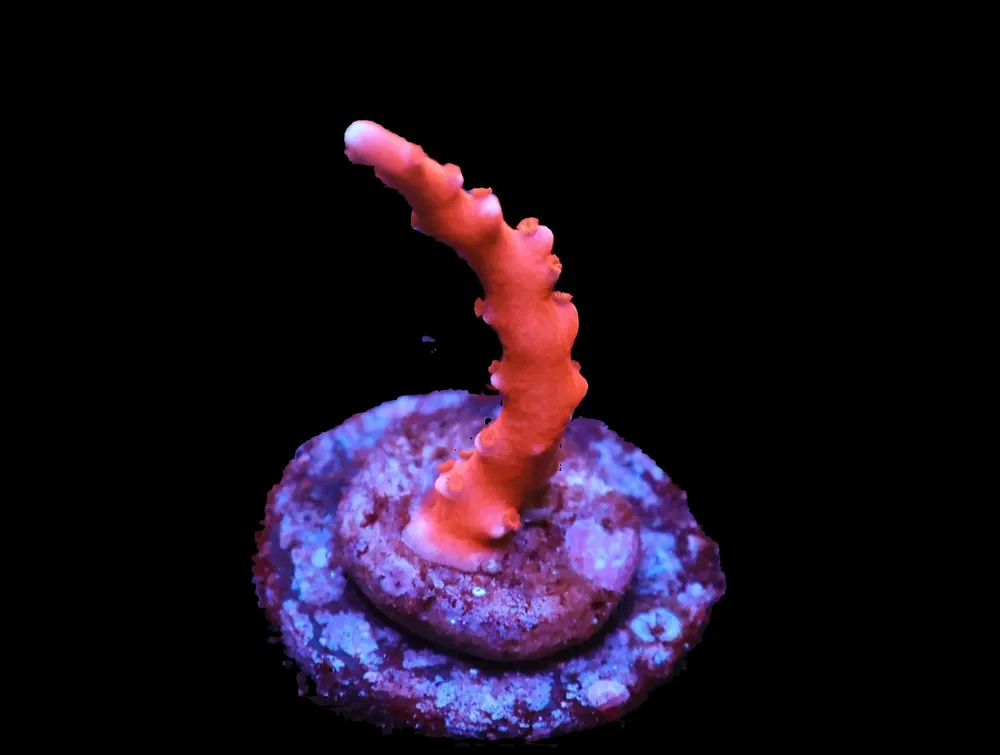 SDC Red TNT Anacropora - Corals