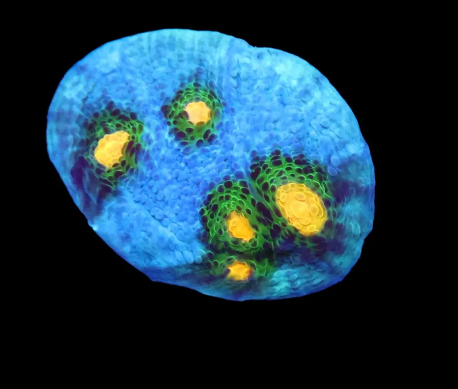 SDC Solar Flare Chalice; Cultured - Echinophyllia sp