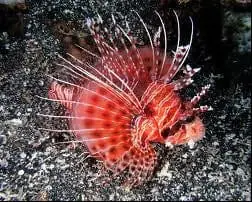 Mombassa Lionfish – Pterois mombassa