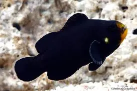 Midnight Ocellaris Clownfish Captive Bred