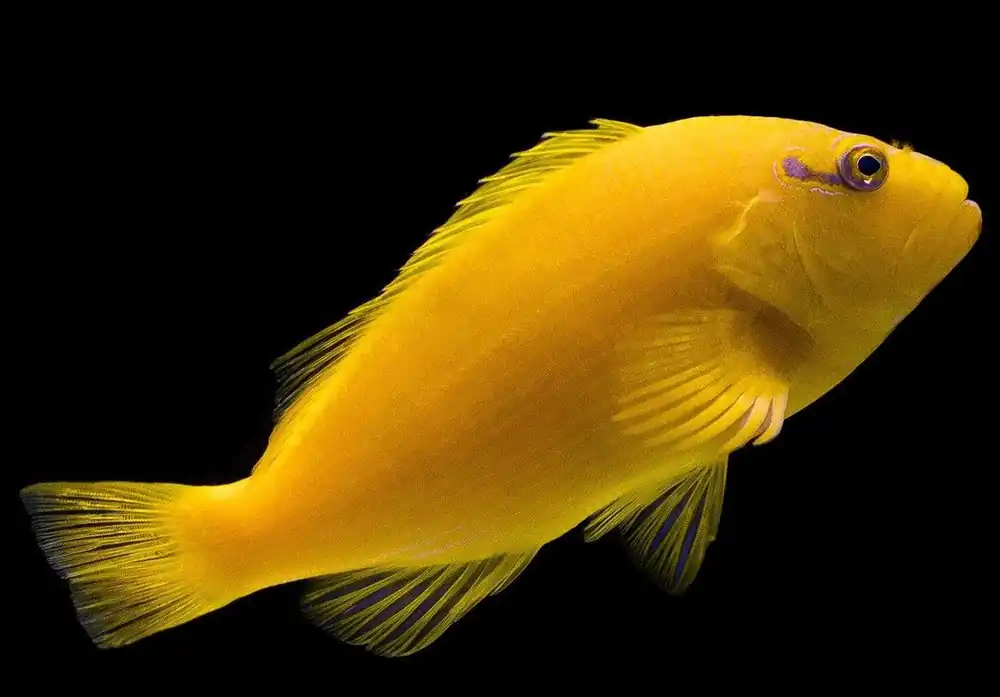 Golden Hawk Fish; Tahiti – Paracirrhites xanthus