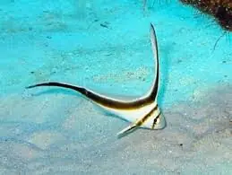 Jackknife; Atl. – Equetus lanceolatus - Fish