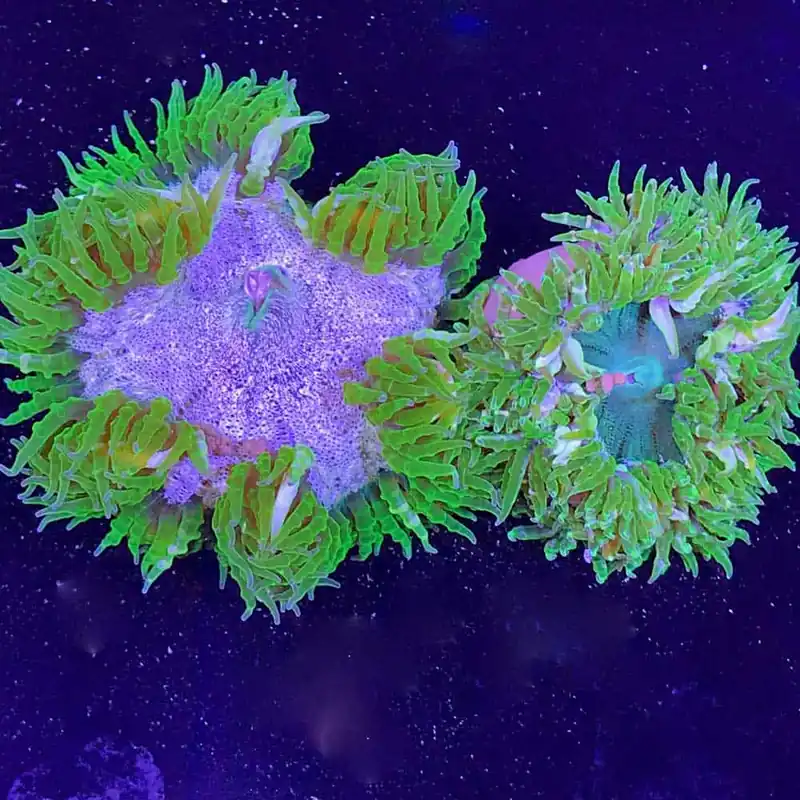 Flower Anemone; Super Green; Caribbean - Epicystis crucifer