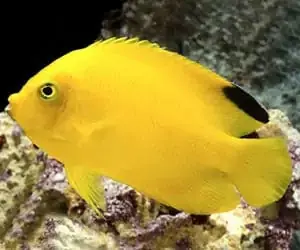 Woodheadi Angelfish Fiji Centropyge woodheadi
