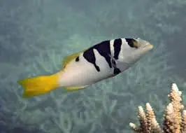 Saddle Grouper Plectropomus laevis - Fish