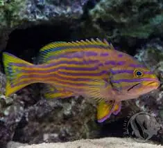 Polleni Grouper Cephalopholis polleni - Fish