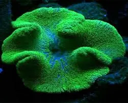 Saddle Anemone; Ultra Colored – Stichodactyla haddoni - Invertebrates