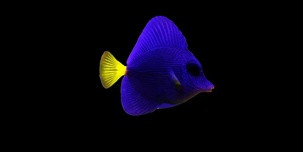 Purple Tang Zebrasoma xanthurum - Fish