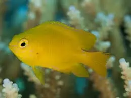 Lemon Damselfish Abudefduf aureus