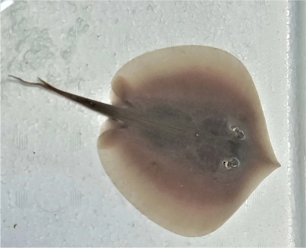Mangrove Dwarf Stingray – Brevitrygon walga - Fish