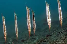 Shrimp Fish – Aeoliscus strigatus