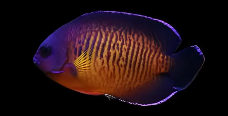 Coral Beauty Angelfish; Fiji Centropyge bispinosus