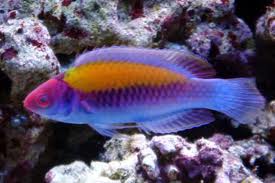 Orange Back Fairy Wrasse; Male – Cirrhilabrus aurantidorsalis - Fish