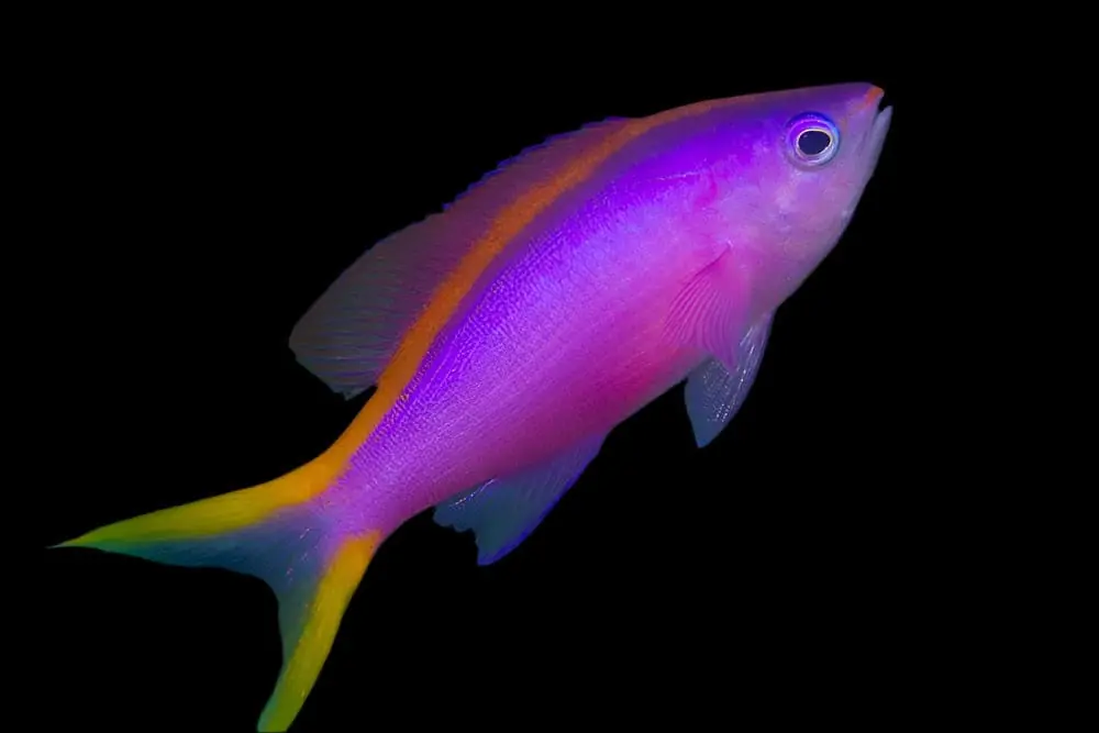 Purple Queen Anthias; Female - Pseudanthias tuka